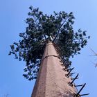 Tháp di động ngụy trang cây dừa 30m / S cho ngoài trời