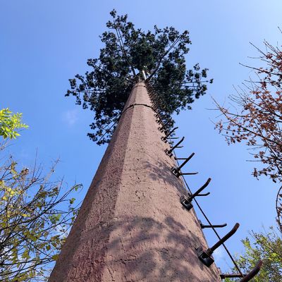 Tháp di động ngụy trang cây dừa 30m / S cho ngoài trời